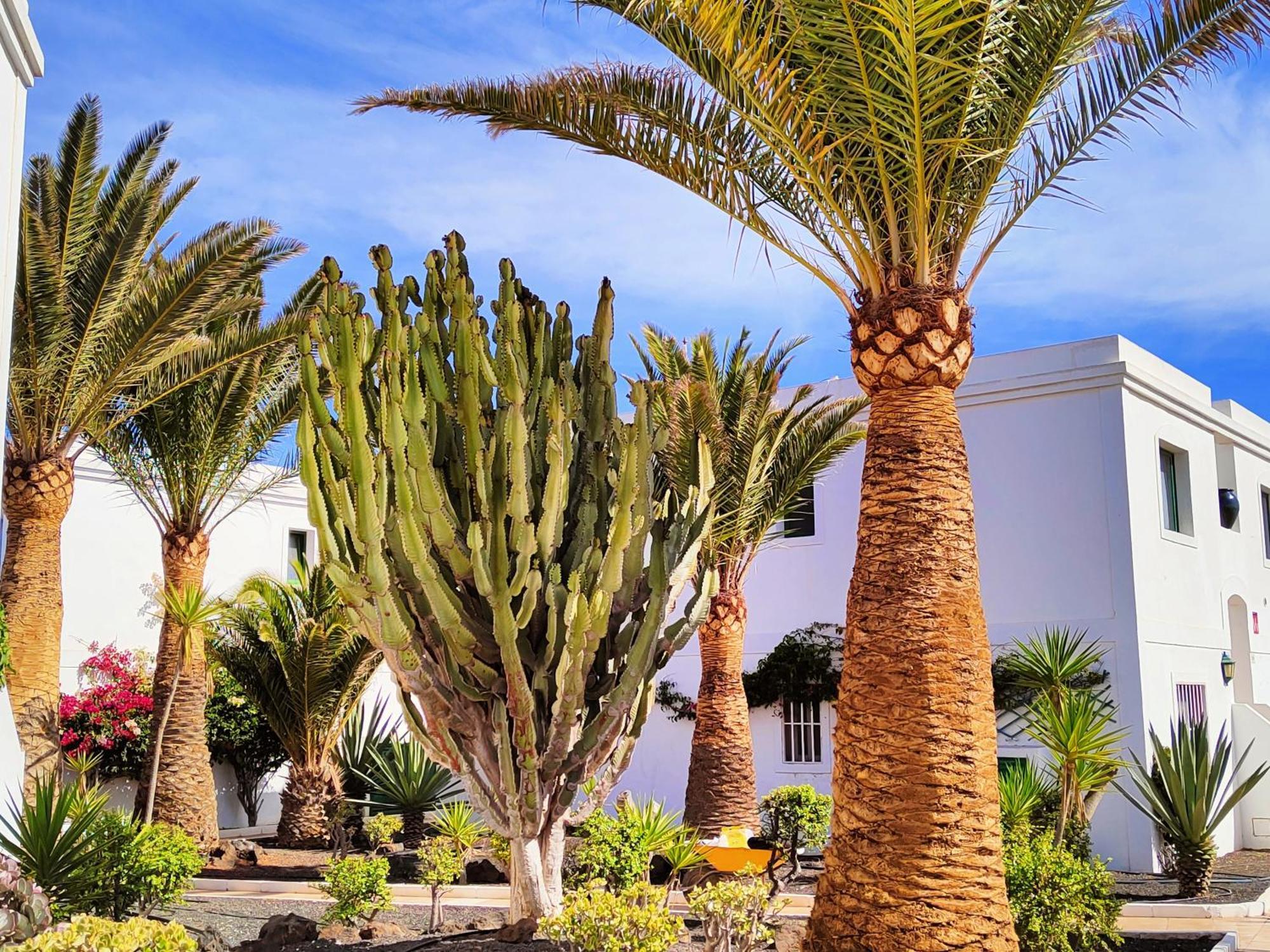 Flor De Las Dunas Pools Wifi Tennis Bikes For Free Corralejo Kültér fotó